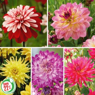 Dahlia Collection 1 Thumbnail